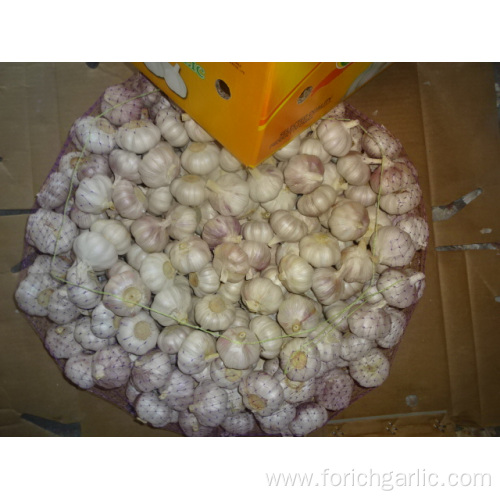 Normal Hybrid White Garlic